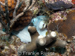 Octopus Eyes @ Culebra Island, Puerto Rico by Frankie Rivera 